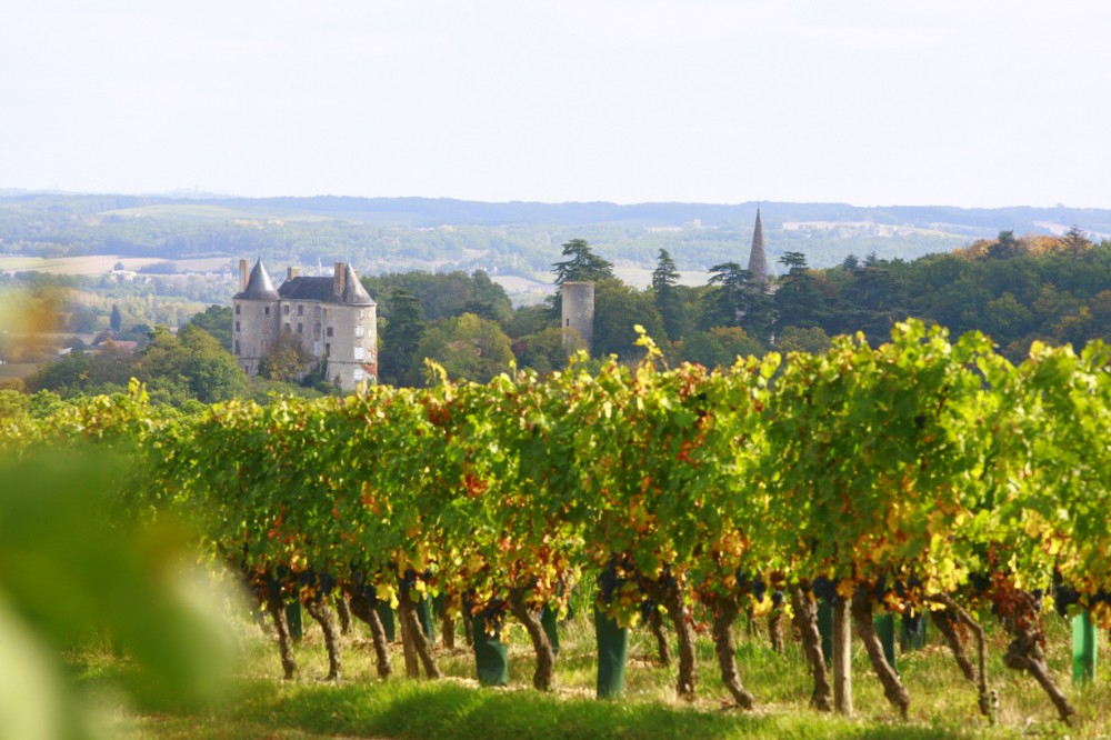 (Français) Vins de Buzet 1